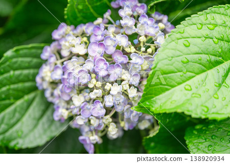 Hydrangea wet in the rain Hydrangea wet in the rain 138920934