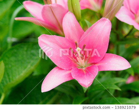 Lily flower image Lily flower image 138921079
