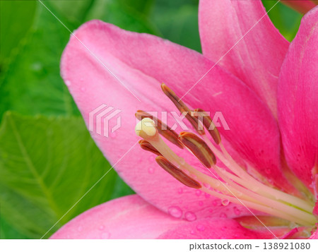 Lily flower image Lily flower image 138921080