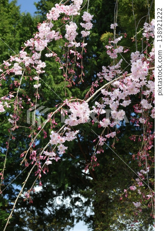 垂枝櫻花樹即將迎來盛花期。 138921222