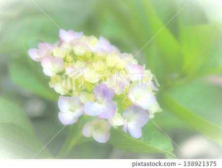 Hydrangea flower image Hydrangea flower image 138921375