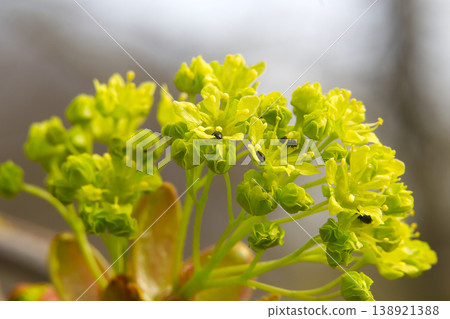 Tiny black insects explore delicate yellow-green spring blossoms on a branch Tiny black insects explore delicate yellow-green spring blossoms on a branch 138921388