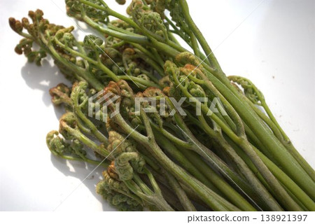 大量收穫蕨類植物 大量收穫蕨類植物 138921397