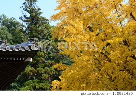 Autumn leaves at Sainenji Temple, 2025-11-16, #78 Autumn leaves at Sainenji Temple, 2025-11-16, #78 138921480