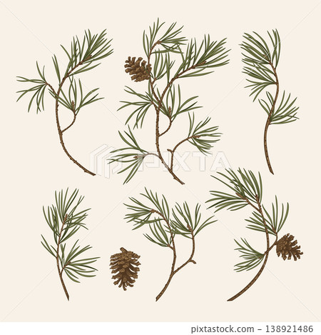 Realistic hand-drawn pine Realistic hand-drawn pine 138921486