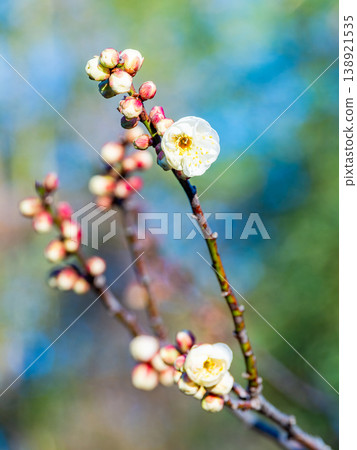 The pure white plum blossoms that have just begun to bloom in early spring The pure white plum blossoms that have just begun to bloom in early spring 138921535