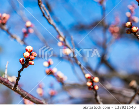 The pure white plum blossoms that have just begun to bloom in early spring The pure white plum blossoms that have just begun to bloom in early spring 138921540