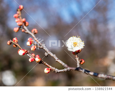 The pure white plum blossoms that have just begun to bloom in early spring The pure white plum blossoms that have just begun to bloom in early spring 138921544