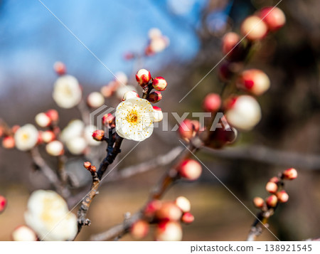 The pure white plum blossoms that have just begun to bloom in early spring The pure white plum blossoms that have just begun to bloom in early spring 138921545
