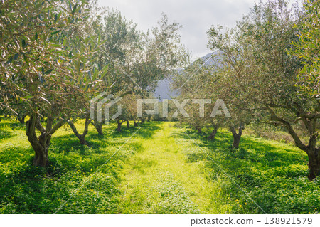 Traditional Cretan olive grove thrives with lush green grass and yellow wildflowers in spring. Sustainable farming landscape highlights organic agriculture and eco heritage 138921579