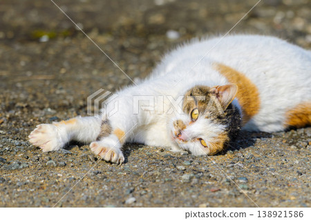 Stray cat relaxing on the roadside Stray cat relaxing on the roadside 138921586