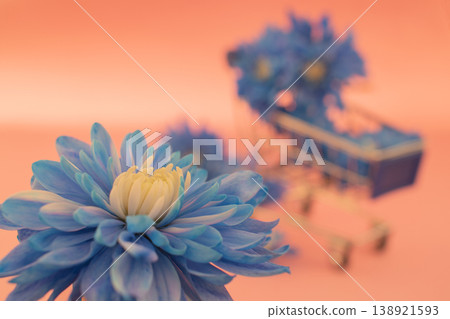 Gift of flowers: single blue chrysanthemum detail against a dreamy, colorful background 138921593