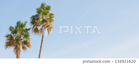 Twin palm trees reach toward a clear azure sky. Minimalist low angle shot of lush tropical foliage creates a bright serene frame with extensive copy space for branding 138921620