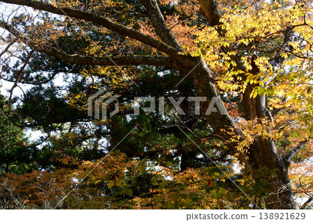 Autumn leaves at Sainenji Temple, 2025-11-16, #83 Autumn leaves at Sainenji Temple, 2025-11-16, #83 138921629