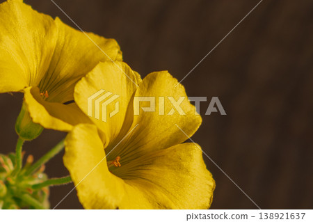 Yellow Oxalis flower on green background with copy space. Minimalist floral postcard template Yellow Oxalis flower on green background with copy space. Minimalist floral postcard template 138921637
