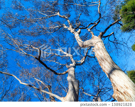The dynamic shape of the crape myrtle tree stands out against the winter blue sky. The dynamic shape of the crape myrtle tree stands out against the winter blue sky. 138921828
