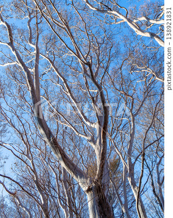 The dynamic shape of the crape myrtle tree stands out against the winter blue sky. The dynamic shape of the crape myrtle tree stands out against the winter blue sky. 138921831
