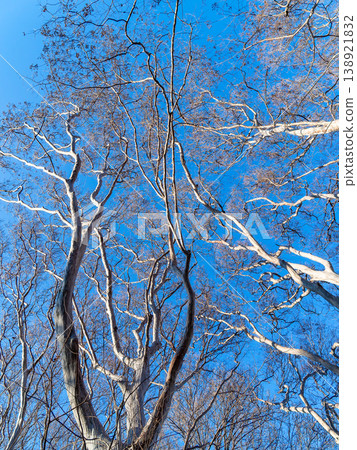 The dynamic shape of the crape myrtle tree stands out against the winter blue sky. The dynamic shape of the crape myrtle tree stands out against the winter blue sky. 138921832