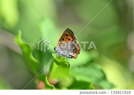 春季蝴蝶：小銅蝶（Lycaena phlaeas） 138921920