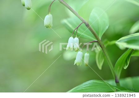 Solomon's-seal (variegated sweetheart) 138921945