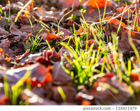 Young grass sprouting from a carpet of fallen leaves Young grass sprouting from a carpet of fallen leaves 138921979