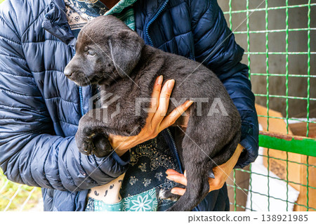 Puppy little dog in hands Puppy little dog in hands 138921985