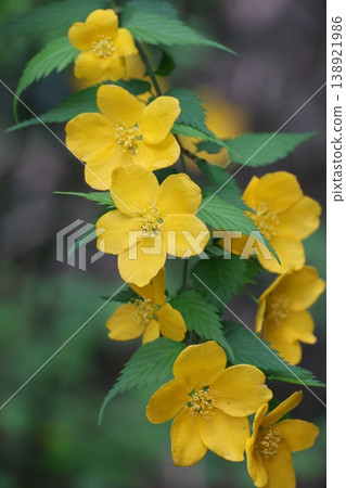 日本棣棠花呈金黃色。 138921986