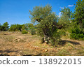 A majestic, centuries-old olive tree with a twisted, weathered trunk dominates the scene in a sun-drenched, arid terrain with sparse vegetation and clear skies above 138922015