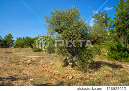 A majestic, centuries-old olive tree with a twisted, weathered trunk dominates the scene in a sun-drenched, arid terrain with sparse vegetation and clear skies above A majestic, centuries-old olive tree with a twisted, weathered trunk dominates the scene in a sun-drenched, arid terrain with sparse vegetation and clear skies above 138922015