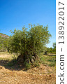 A majestic, centuries-old olive tree with a thick, twisted trunk and lush green foliage is set against a vibrant blue sky in a rural landscape 138922017