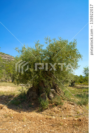 A majestic, centuries-old olive tree with a thick, twisted trunk and lush green foliage is set against a vibrant blue sky in a rural landscape A majestic, centuries-old olive tree with a thick, twisted trunk and lush green foliage is set against a vibrant blue sky in a rural landscape 138922017