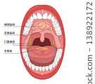 An illustration that clearly shows the inside of an adult's mouth when it is wide open, and the tonsils inside the mouth. 138922172