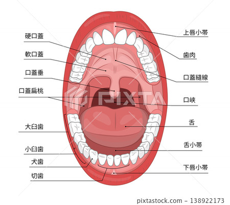 An illustration showing the inside of an adult's mouth with their mouth wide open, clearly illustrating the teeth and throat. 138922173