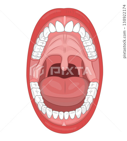 一幅插圖，展示了成年人張開嘴巴時的口腔內部，清晰地展示了牙齒和喉嚨。 138922174