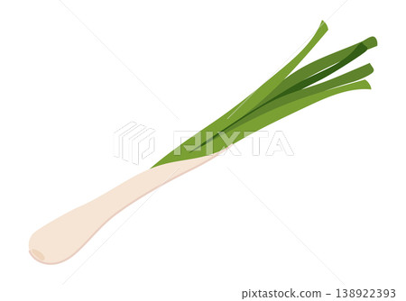 Fresh green onion. Vector graphic of a green onion with white bulb and green stalks. The clean, minimalist design versatility applications restaurant menus, food packaging, health blogs, store promo Fresh green onion. Vector graphic of a green onion with white bulb and green stalks. The clean, minimalist design versatility applications restaurant menus, food packaging, health blogs, store promo 138922393