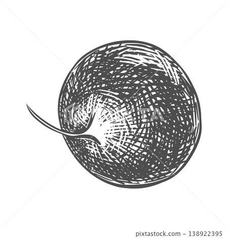 A radish root lying on a table. Vector illustration of the vegetable in an engraving style. The sketch depicts a whole root with trimmed leaves on a white background. Hand-drawn, imitating etching. A radish root lying on a table. Vector illustration of the vegetable in an engraving style. The sketch depicts a whole root with trimmed leaves on a white background. Hand-drawn, imitating etching. 138922395