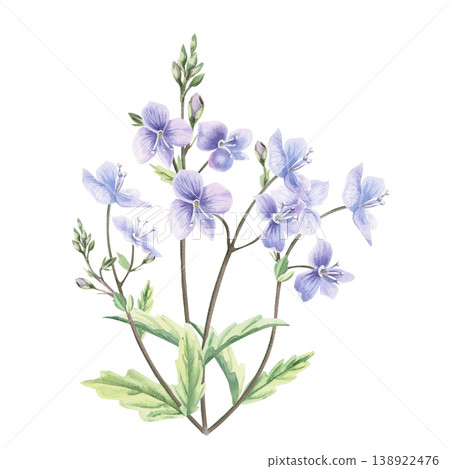 A lush bouquet of delicate wild forest forget-me-not flowers. This isolated watercolor illustration is perfect for postcards, textiles, nature websites, and eco-themed designs. A lush bouquet of delicate wild forest forget-me-not flowers. This isolated watercolor illustration is perfect for postcards, textiles, nature websites, and eco-themed designs. 138922476