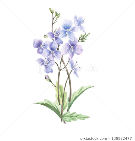 A bouquet of delicate wild forest forget-me-not flowers. This isolated watercolor illustration is perfect for postcards, textiles, nature websites, and eco-themed designs. A bouquet of delicate wild forest forget-me-not flowers. This isolated watercolor illustration is perfect for postcards, textiles, nature websites, and eco-themed designs. 138922477