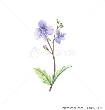 A delicate lilac wild forget-me-not flower with unblown buds. This isolated watercolor illustration is perfect for postcards, textiles, nature websites, and eco-themed designs. 138922478