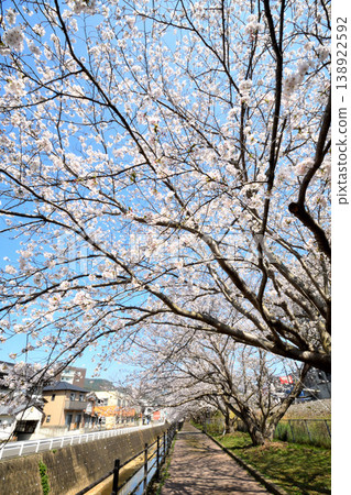 Sakura, Sakura, Sakura Sakura, Sakura, Sakura 138922592