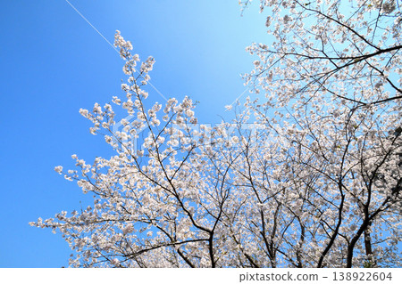 Sakura, Sakura, Sakura Sakura, Sakura, Sakura 138922604