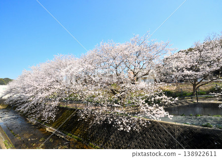Sakura, Sakura, Sakura Sakura, Sakura, Sakura 138922611