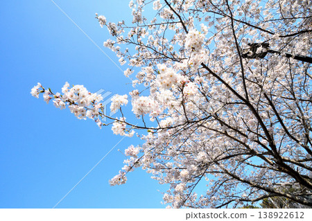 Sakura, Sakura, Sakura Sakura, Sakura, Sakura 138922612