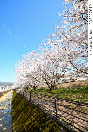 Sakura, Sakura, Sakura Sakura, Sakura, Sakura 138922619