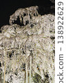 The illuminated Miharu Takizakura cherry tree 138922629