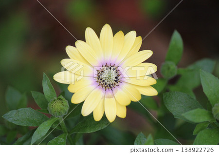 Akira, a spring-blooming Otes Ospermum. Akira, a spring-blooming Otes Ospermum. 138922726