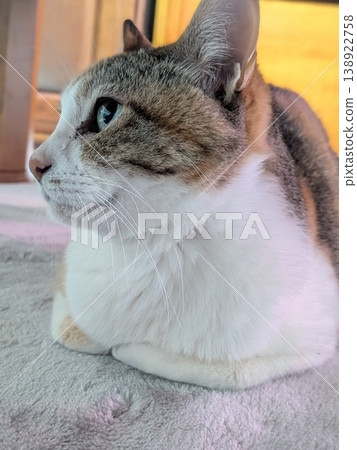 The profile of a cat The profile of a cat 138922758