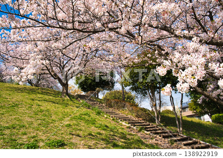 橫濱某公園櫻花盛開的景象。 138922919