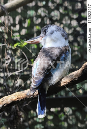 Ao-Banewarai kingfisher Ao-Banewarai kingfisher 138922957