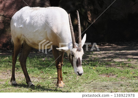 Arabian Orix 138922978